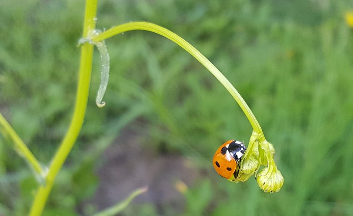 Marienkäfer